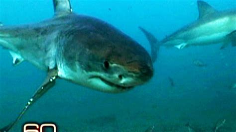 sharlman|The Sharkman .